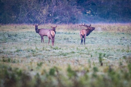 Three large elk in a Snoqualmie Valley meadow on a chilly foggy morning.