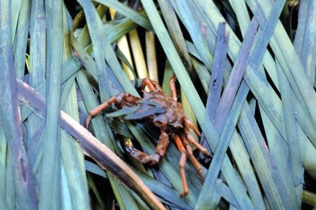 A kelp crab is on top of a bed of eelgrass that is above the waterline.