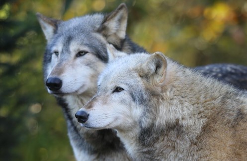 Big bad wolf and other tales: How psychology shapes our perceptions of&nbsp;wildlife