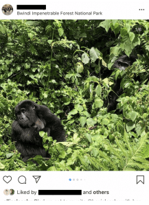 An image taken from instagram with the user's name redacted. The image shows a gorilla sitting in shrubbery with another gorilla peeking out from bushes in the background.
