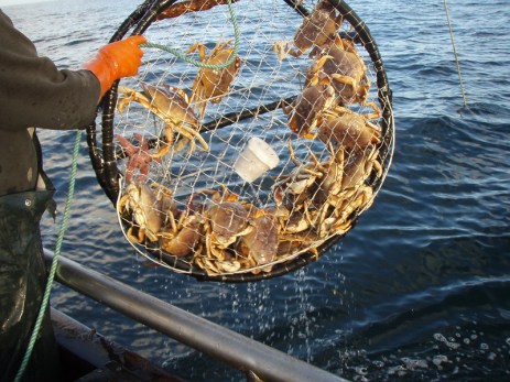 A circular crab pot is pulled from its resting spot along the seafloor, having trapped a dozen Dungeness crabs in its nets.