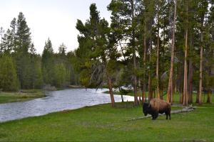 A lone adult bison stands next to a peaceful river. A stand of small pine trees stands behind the bison mark with evidence of bison rubbing on their trunks to scratch and remove their winter coats.