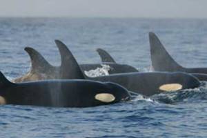 orcas_ps_2