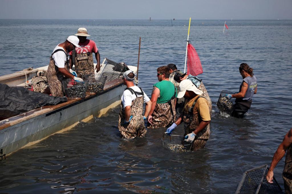 A small gathering of people in waders group up around a boat in shallow water. Some hold buckets with shellfish inside, while two individuals on the boat sort through them.