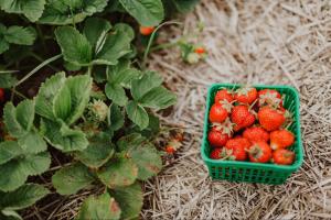 Strawberry vines on the left and a punnet full of ripe strawberries on the right.