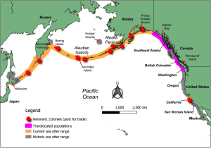 A map showing the historical and current range of sea otters in the Pacific Ocean.