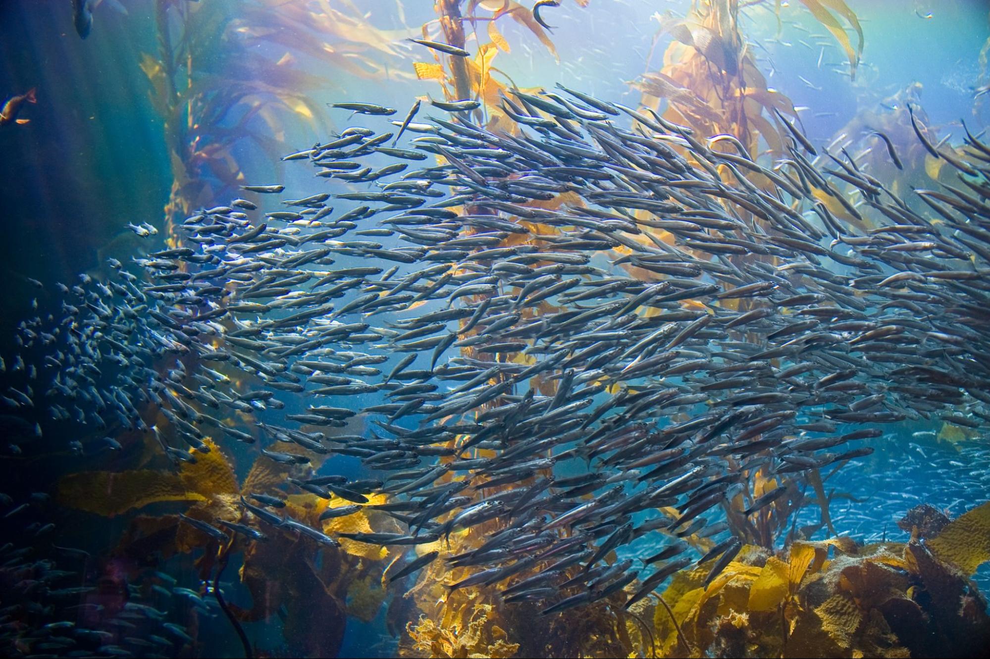 A school of fish swim through a lush kelp forest while the sun's rays illuminate the kelp forest.
