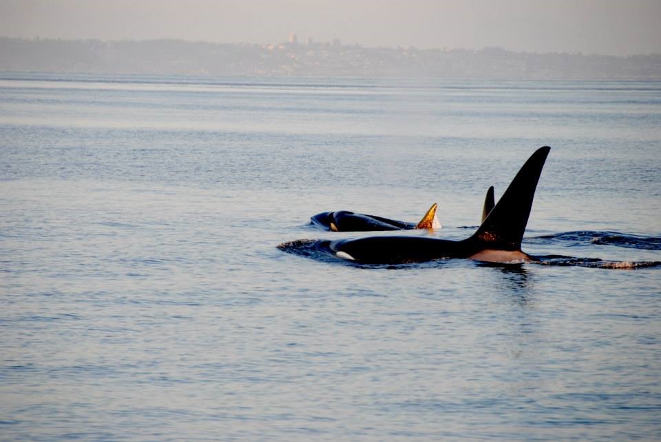 Nature’s beauty pageants mean life or death when it comes to conservation