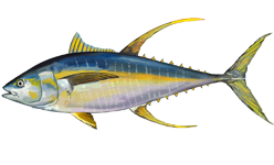 An illustration of a yellowfin tuna facing left that shows their distinctive yellow fins and tails and blue-black coloration of its dorsal side.