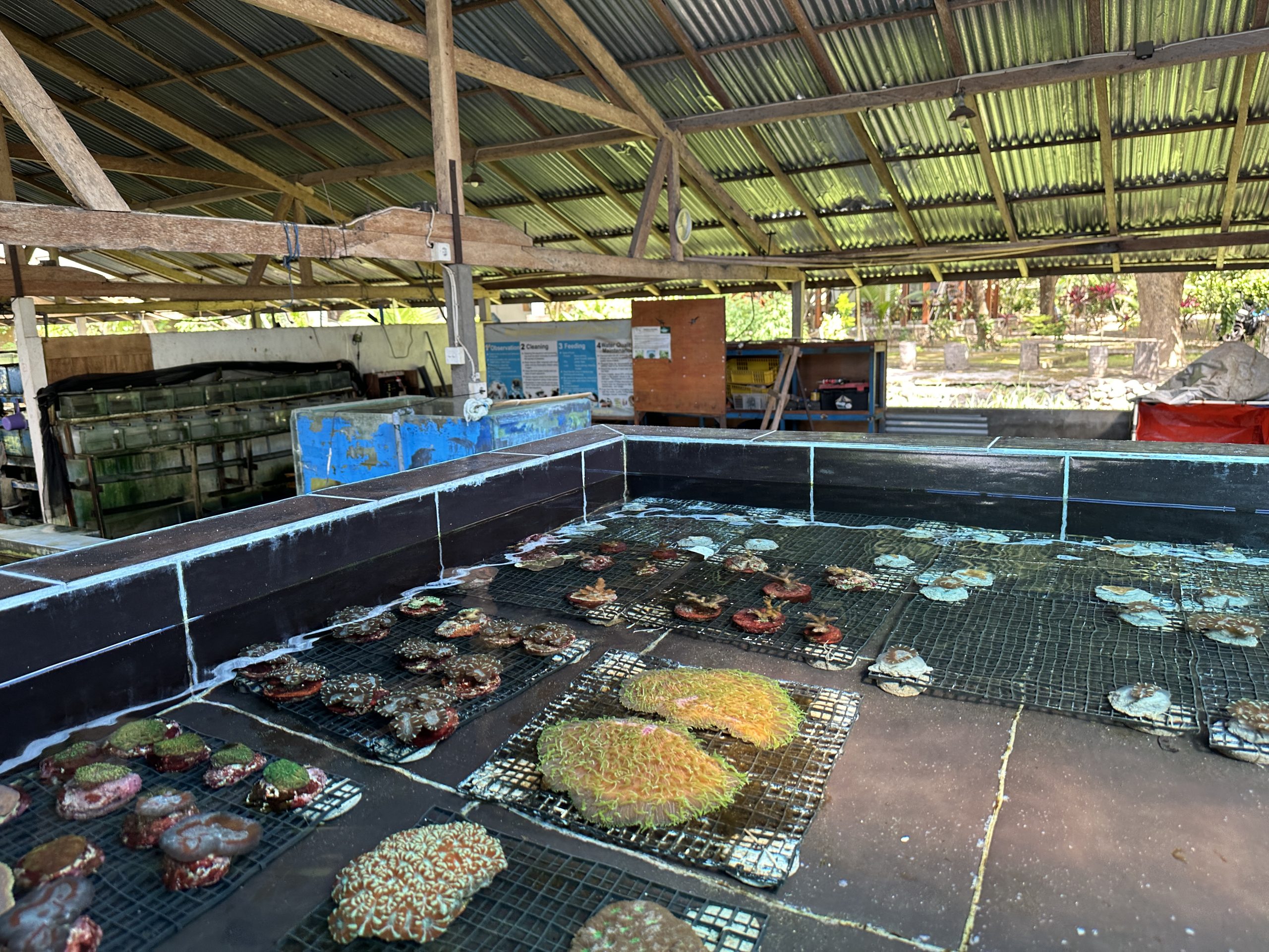 An image of coral reefs being reared in an aquaculture and training center. The corals are on special mats on the ground and tanks of fish can be seen in the background.