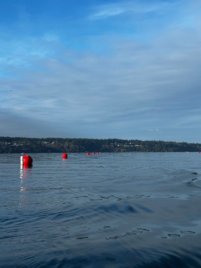 On a calm sunny day in a protected bay, a line of big bright red buoys stretches into the distance.