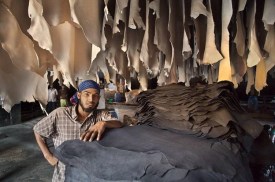 A young man pauses his work at a tannery to pose for a picture. Dozens of pale beige hides hang from the ceiling and his work area stacked to eye level with gray-black and brown hides.