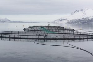 Four net pens protrude from the water with snow covered hills in the background. The water surface is calm and flat.