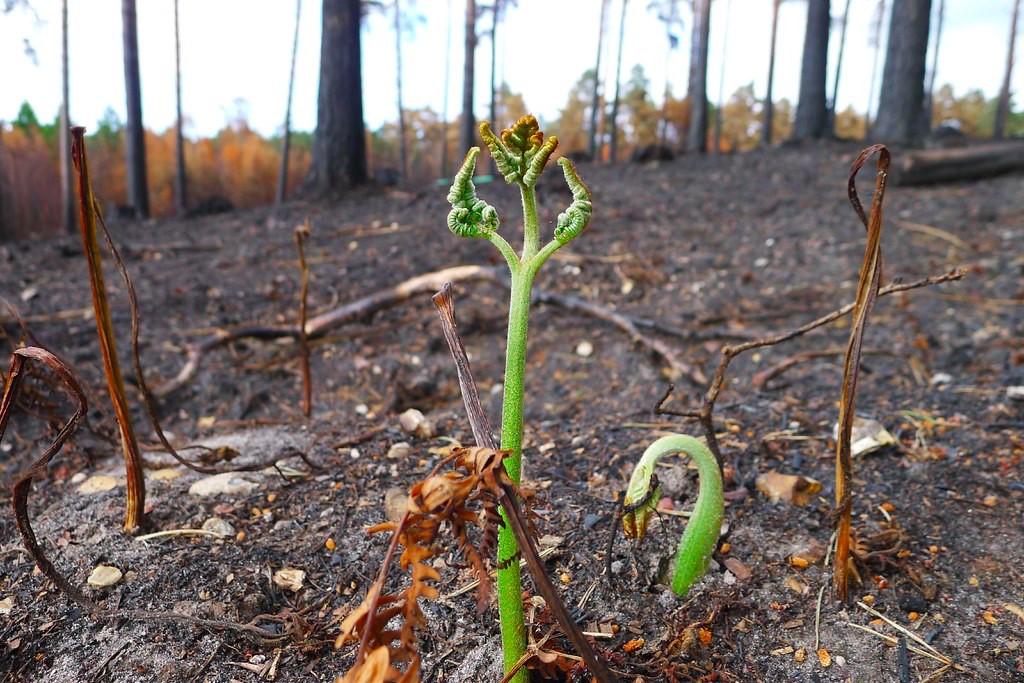 Small fern sprouting up from the ground.