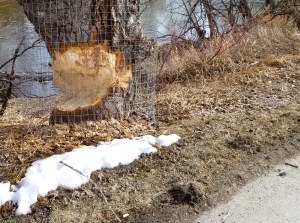 The damaged base of a tree trunk along a snowy river bank has a fence installed around it. The tree trunk has been significantly gnawed on by beavers and looks close to falling.