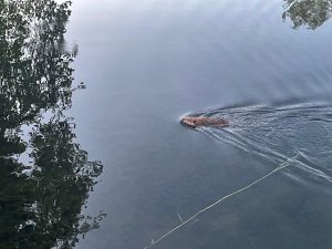 a beaver swimming in a pond. the water is reflecting the shape of a nearby tree.