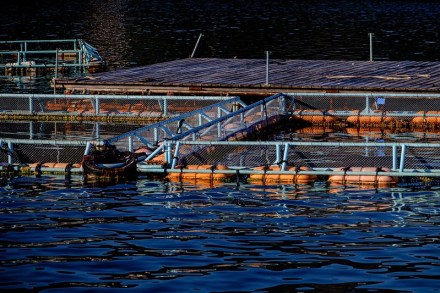a dock and pens used to raise finish for aquaculture floating in the water