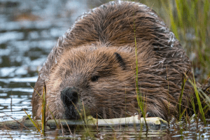 A zoomed-in photo shows the front end of a beaver in the center of the frame. The bottom half of the beaver is submerged in the water surrounded by riparian foliage. The beaver is gnawing on a branch floating in the water in front of it.