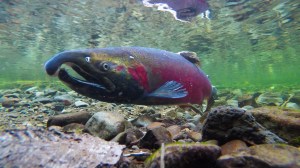 a bright red and olive green salmon with a hooked nose swims through a stream with smooth rocks of various sizes and shades of tan.