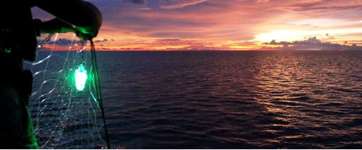 Ocean Optimism Week 3: Lighting the Way for&nbsp;Conservation