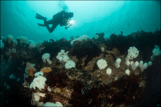 Artificial Reefs to the Rescue: Puget Sound’s Success Stories and Lessons&nbsp;Learned