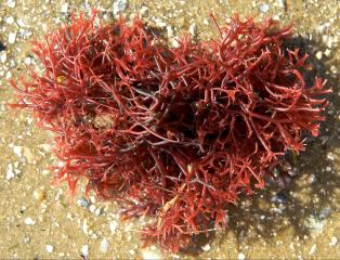 Red seaweed in a heart shape sitting on sand