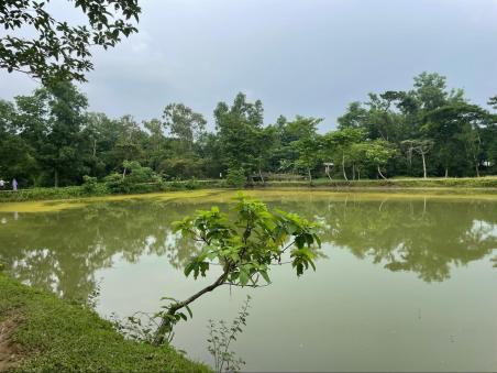Tilapia pond in my maternal village