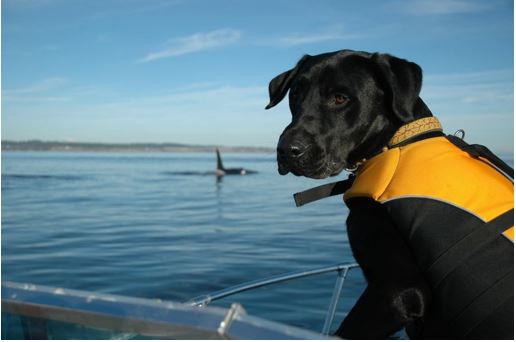 Simply Science, Part III: Dog Teams and Feces: The Unlikely Heroes of Orca&nbsp;Conservation