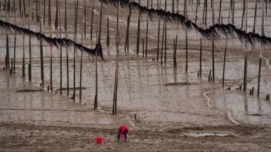 A mudflat with a seaweed farm consisting of hundreds of bamboo stakes holding up strings of seaweed.
