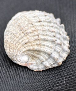 The dried shell of a Chilean sea snail known as the loco or Chilean abalone. It has rough radial ridges along its shell as well as a tight swirl on one side that is the loco's primary distinguishing feature.