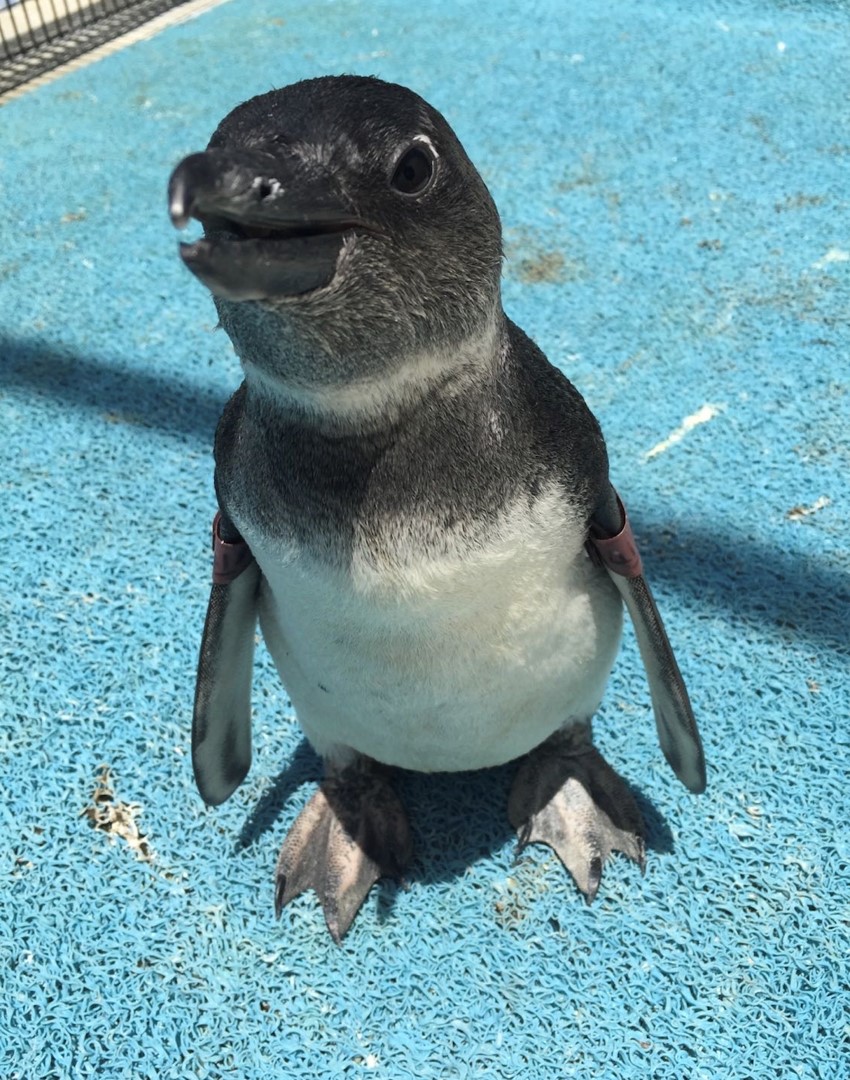 Engaged as a Volunteer, Enhanced as a&nbsp;Student