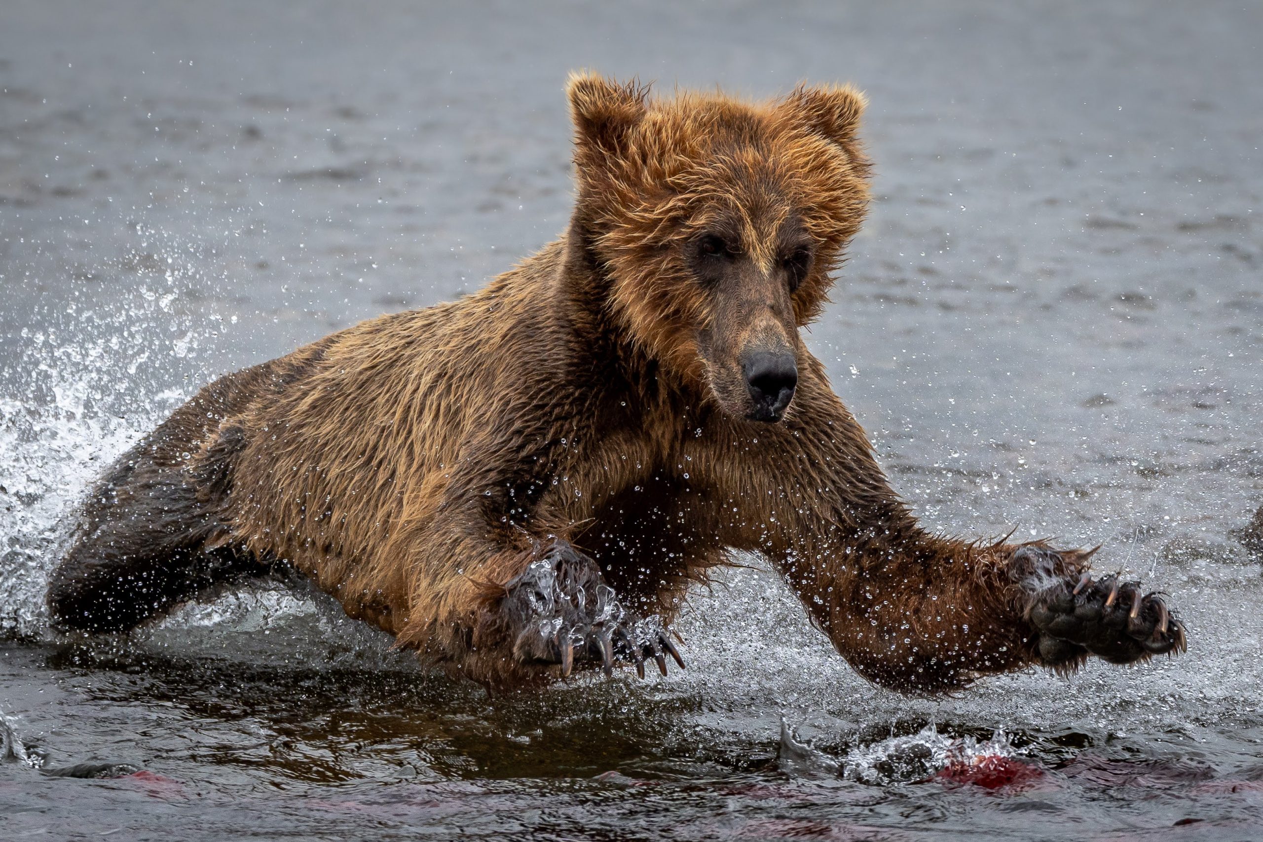 A young Grizzly bear pounces forward to catch a Sockeye Salmon swimming in the creek. The bear splashes water and droplets surround its entire body in all of the action.