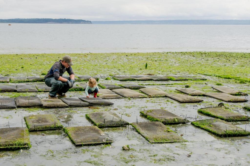 A man and a small child crouch over grow bags of shellfish on an algae-covered beach. The child pokes at the bag curiously while the man watches on.