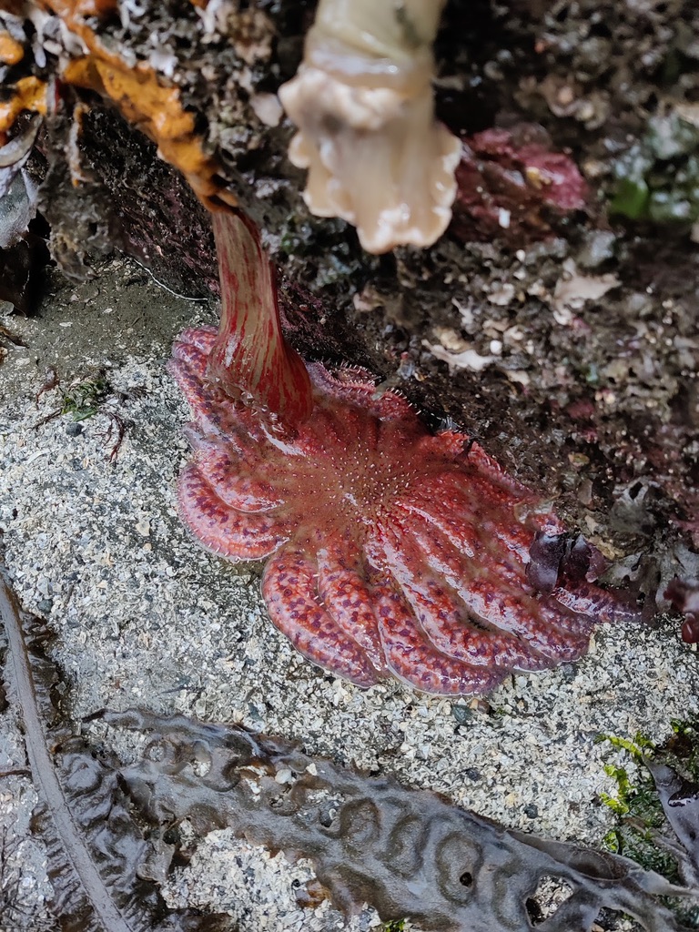 Hope after a gruesome marine disease: spotting the critically endangered sunflower sea star in&nbsp;Washington