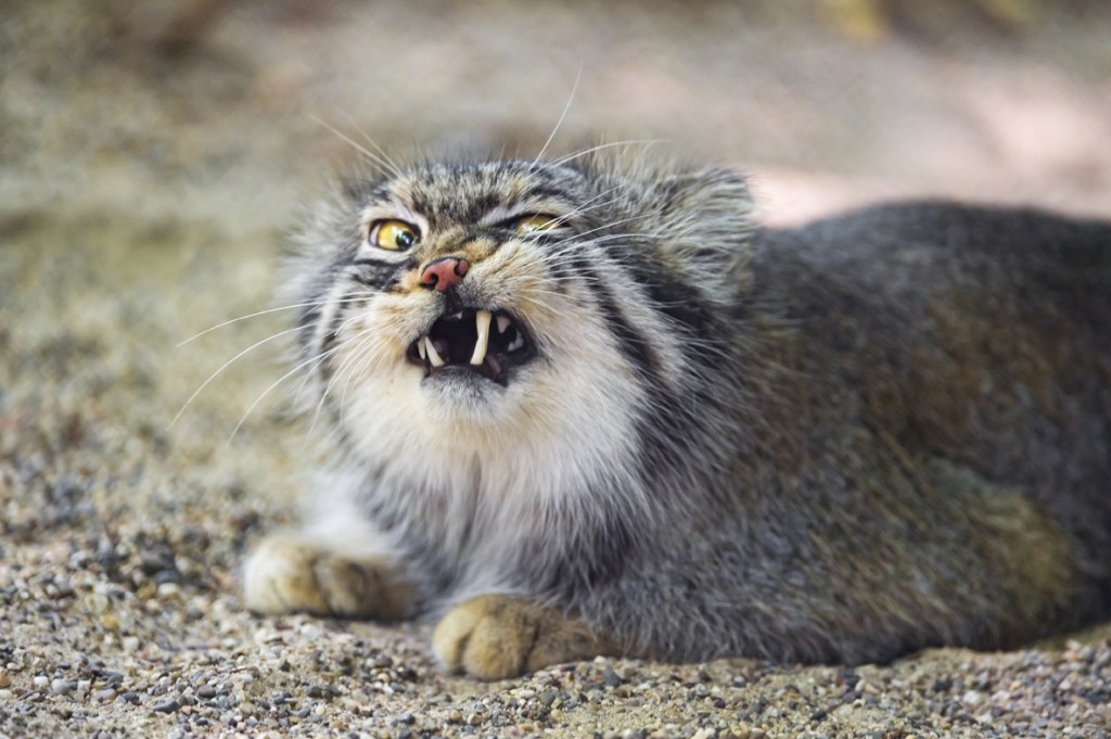 Why a Near-Threatened Status has the Pallas’s Cat Royally Grumpy