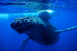 A mother humpback and her calf glide through the ocean.