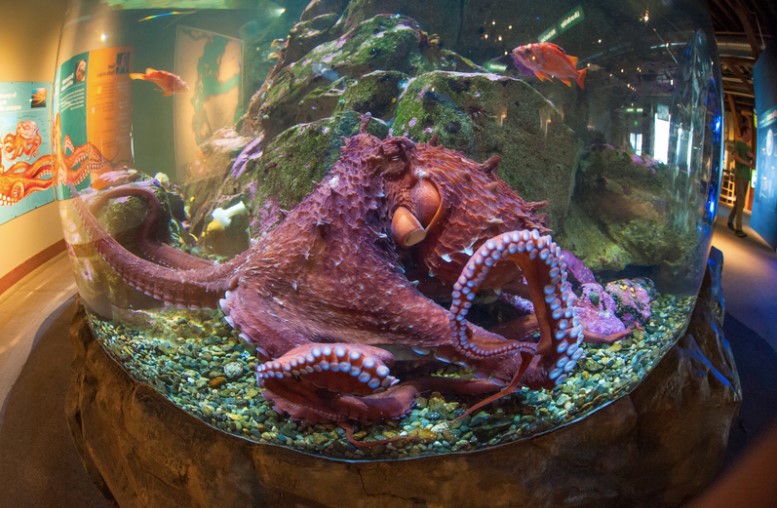 Seattle Aquarium Keeps Pace in an Age of&nbsp;Change