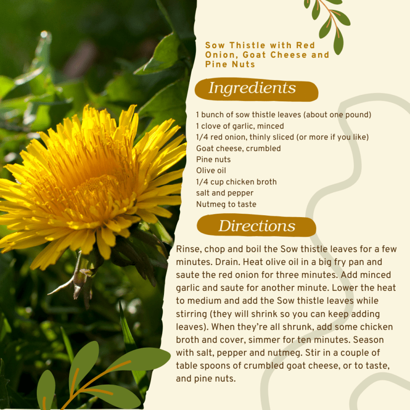 A graphic describes a recipe for sow thistle.