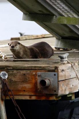 a river otter looks at the camera. It is on its belly under the ramp of a dock.