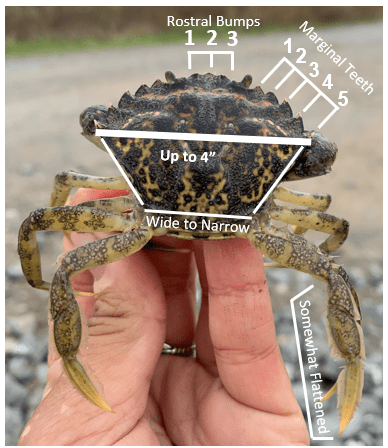 A hand holding an European green crab with additional text on the photo identifying their 3 rostral bumps, 5 marginal teeth, and wide to narrow shell.