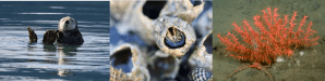 These photos are of the marine mammal "Earth Signs" which include a sea otter bathing in the sun, an acorn barnacle out of water, and a red sea fan along the sea floor.