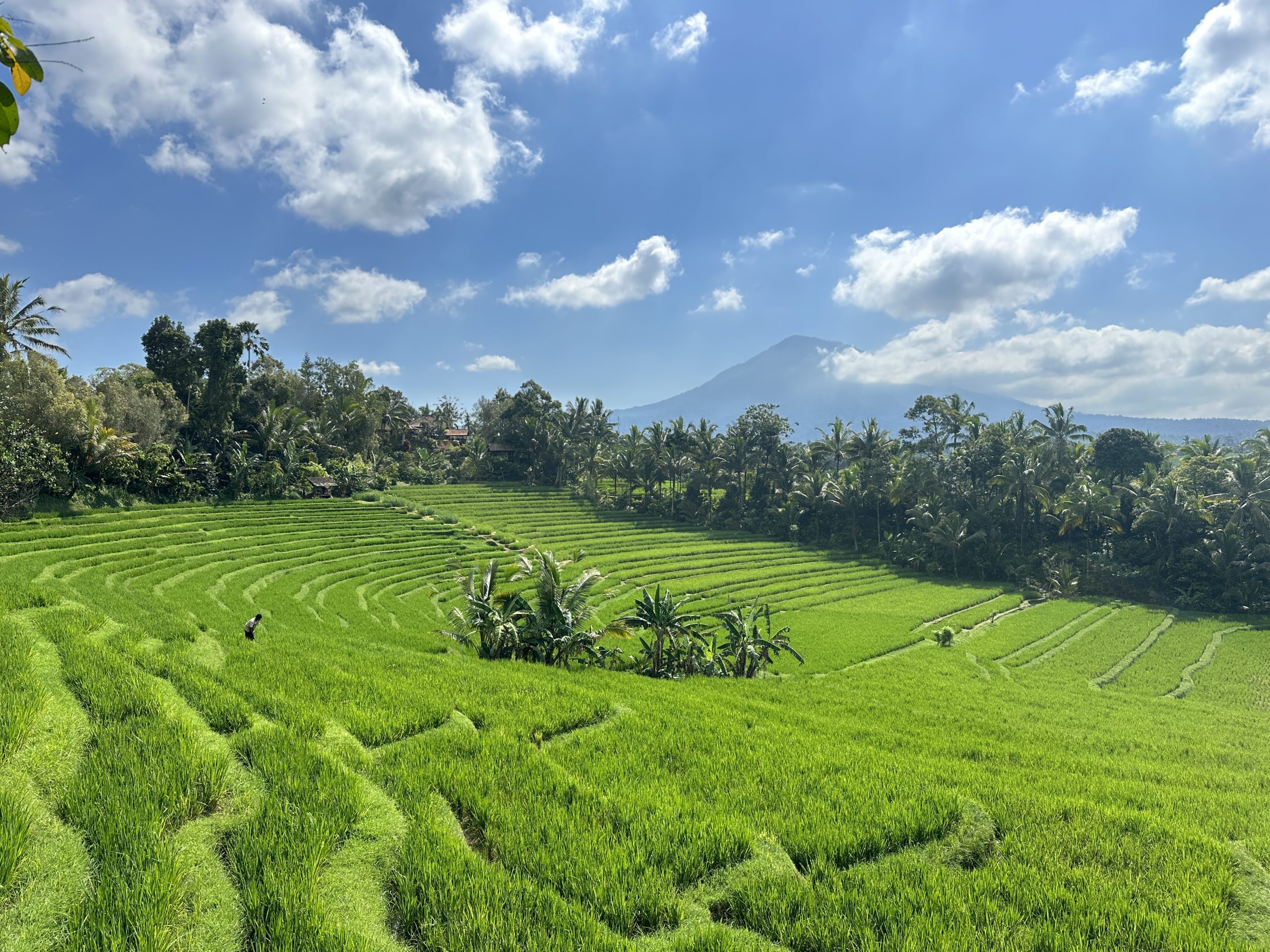 An image of bright green rice field and blue sky, in the background is a mountain range and in the field are people tending to the field.