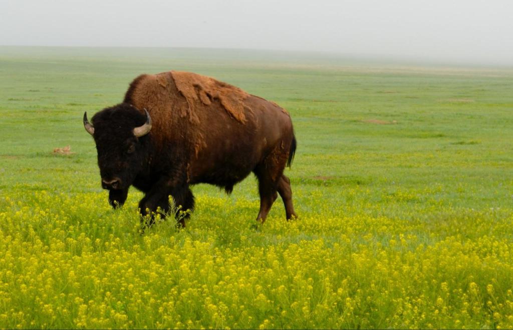 The Buffa-Low-Down: the ecological past, present, and future of the American&nbsp;Bison