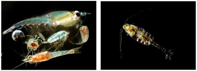 Invasive Zooplankton, Another Potential Anthropogenic Threat to the Puget&nbsp;Sound