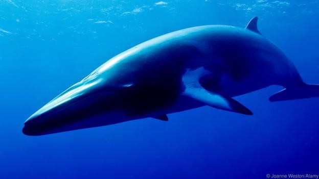Whale Meat is Back on the Menu—But What Does That&nbsp;Mean?