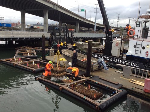 Something afloat in the Duwamish River: a Look at Floating Wetlands in an Urban&nbsp;Estuary