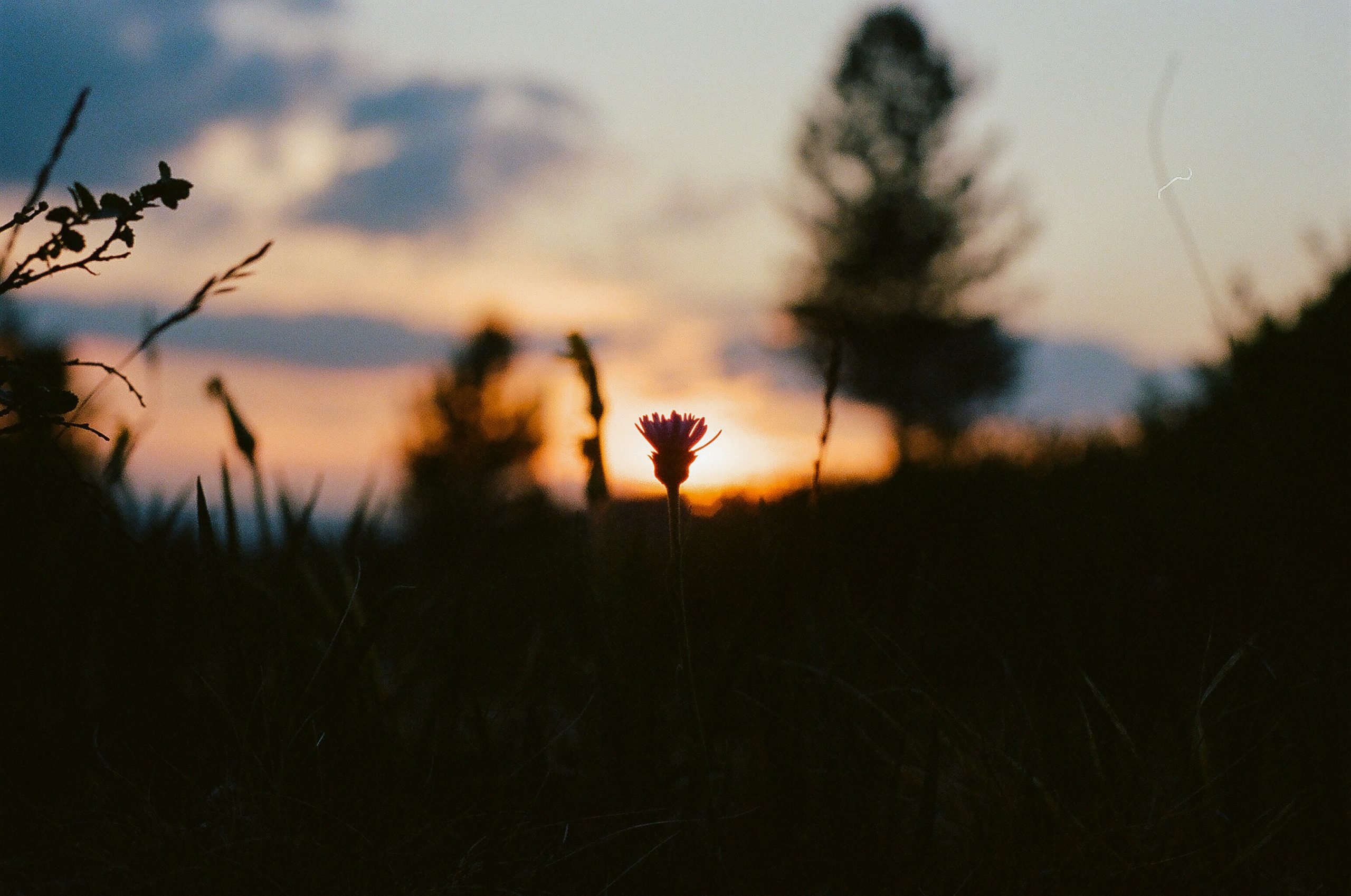 A single delicate flower is highlighted in relief by the golden light of a sunset happening behind it. Only the flower and its neighboring plants are in focus.