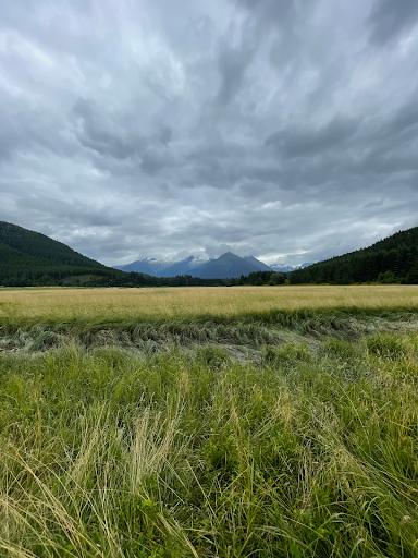 The vivid green grasses of a salt marsh stretch ahead for miles until they are lost in a ring of trees and snow capped mountains at the end of the valley