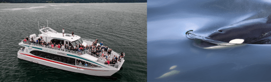 A photo collage of two photos. On the left is an aerial view of a white double decked motor boat with about 50 people on deck looking up towards the camera. On the right, two black and white orca whales swim along just under the surface.