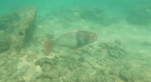 An uhu swimming towards the right in a coral reef.